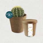 Cactus box ecologica